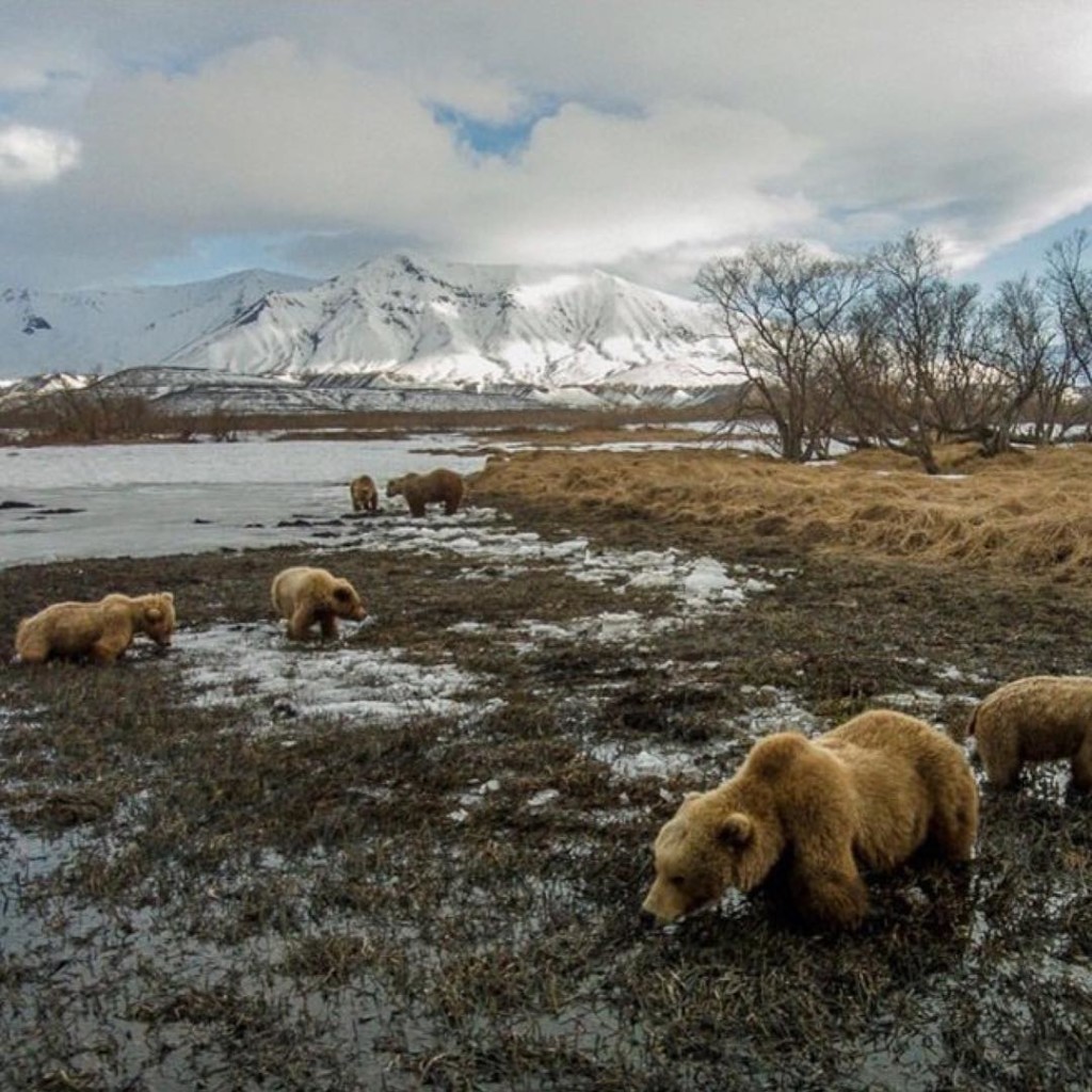 18 wild drone wildlife shots • Full Drone