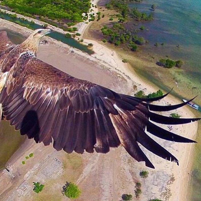 18 wild drone wildlife shots • Full Drone