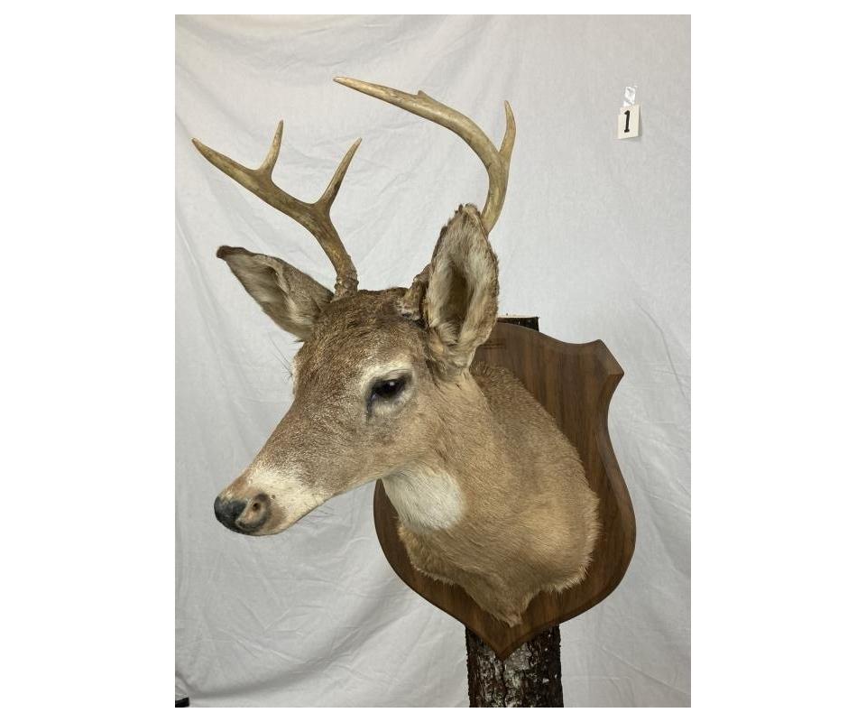 Taxidermy Auction