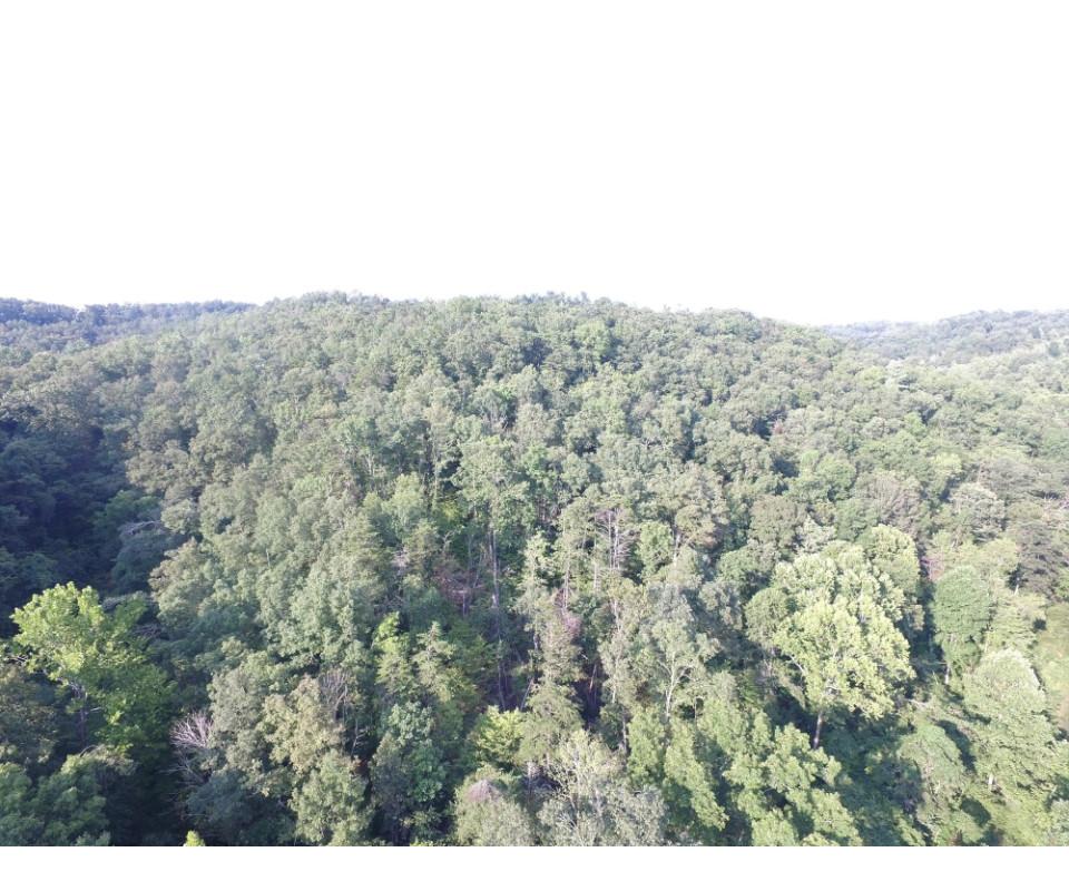 75 Acres of Prime Hunting Land