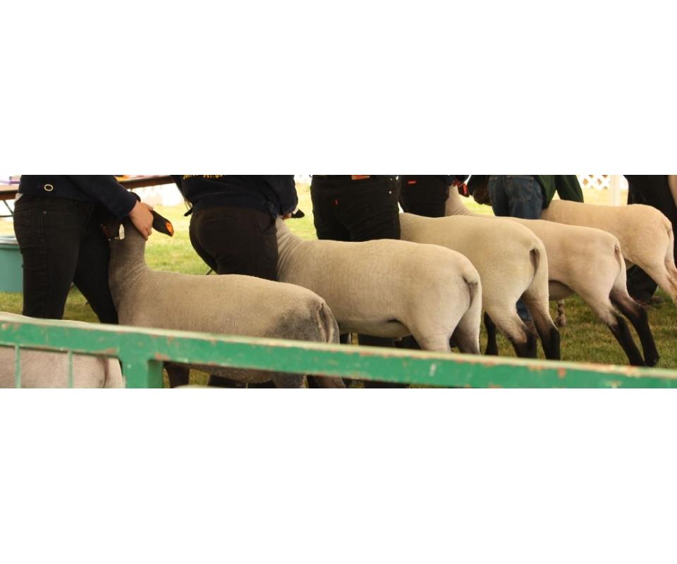 2019 Kitsap Junior Livestock Auction