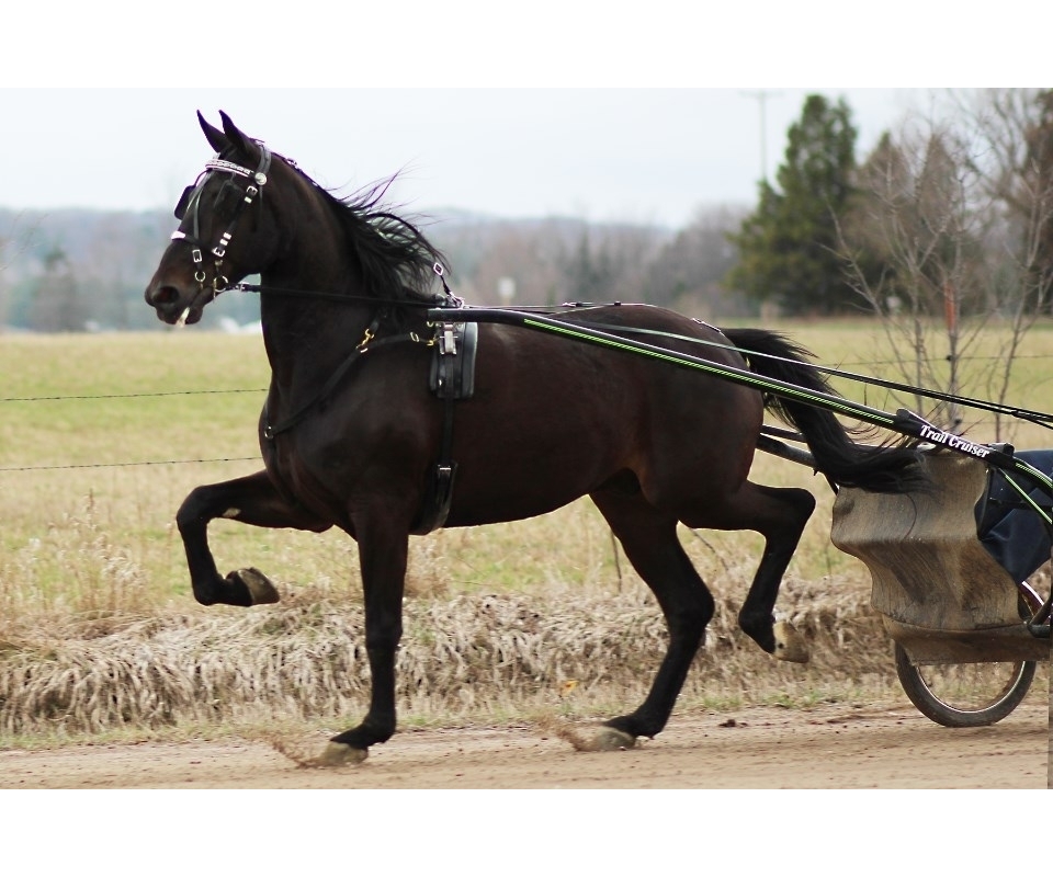 2017 Spring Horse, Carriage & Tack Auction May 6th