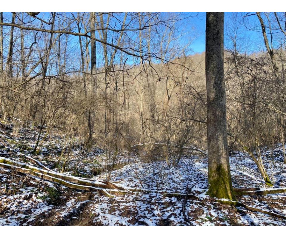 55 +/ Acre Taylor County Land