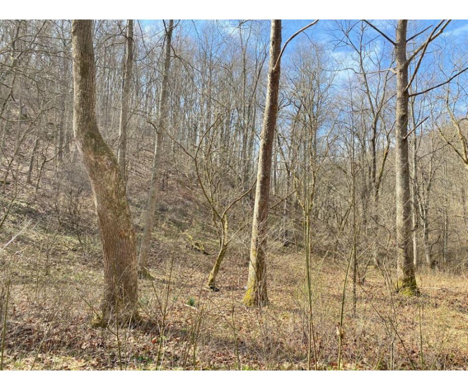 Absolute 32 +/ Acre Calhoun County Land