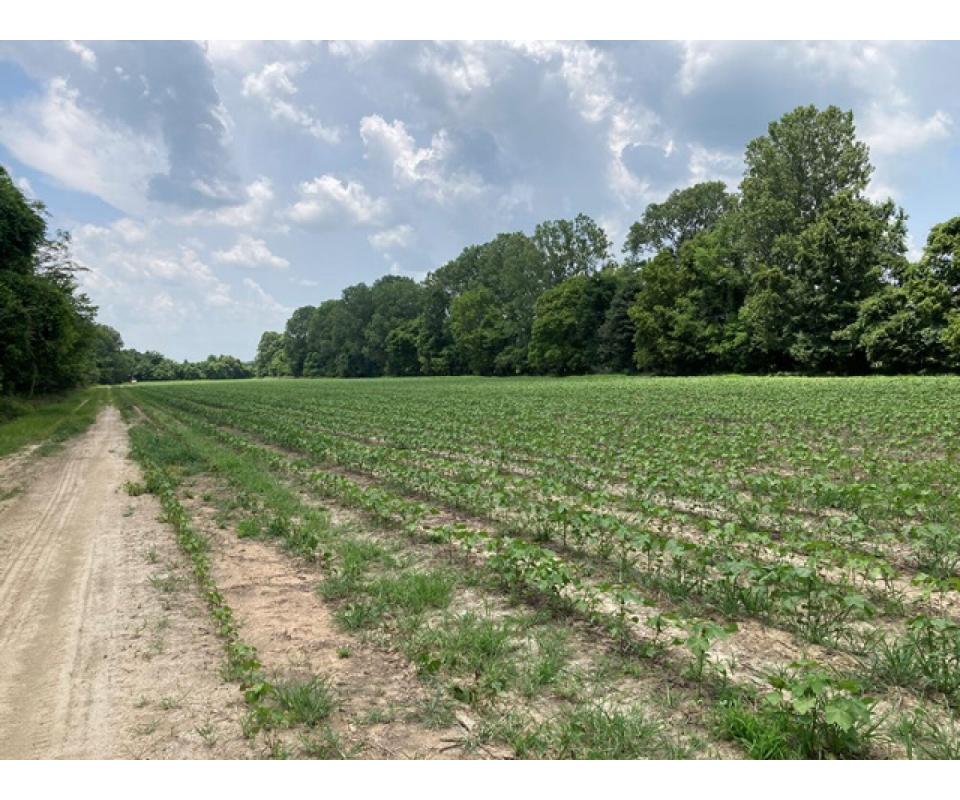 Delta Farm Land Auction