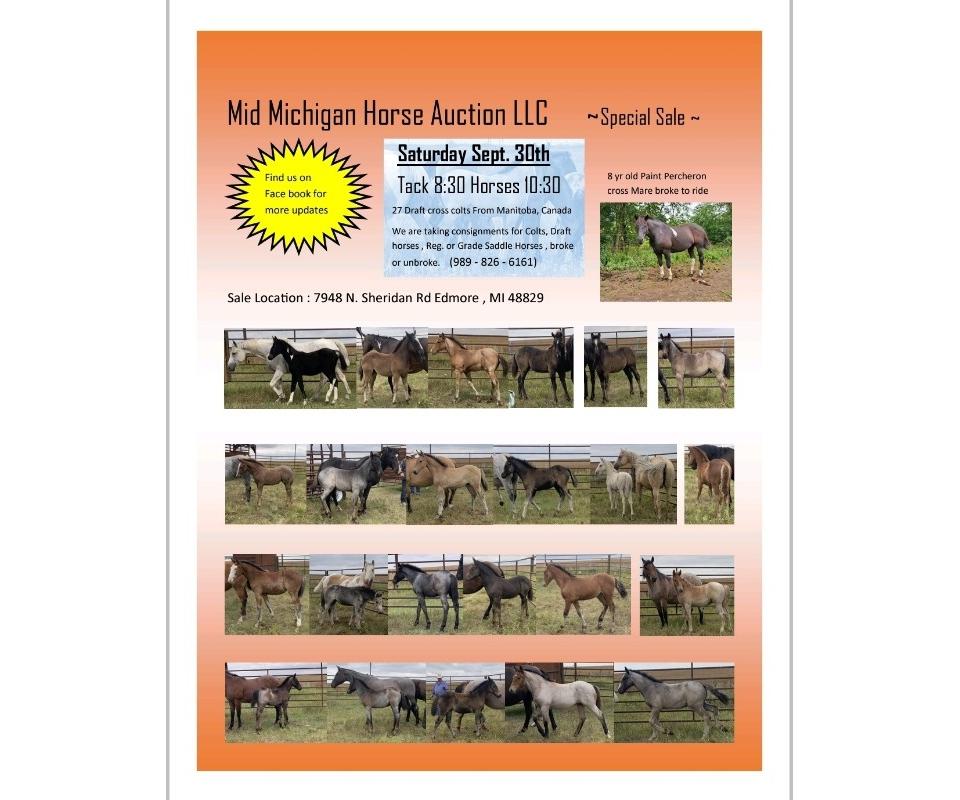 Special Horse Auction