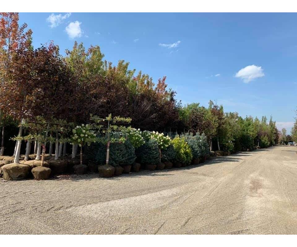 BROWNS NURSERY INVENTORY REDUCTION AUCTION