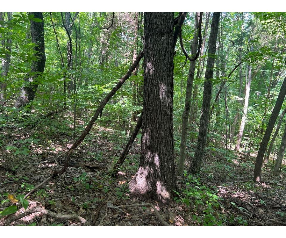 1-000-000-board-feet-marketable-timber-online-bidding-only-bidding