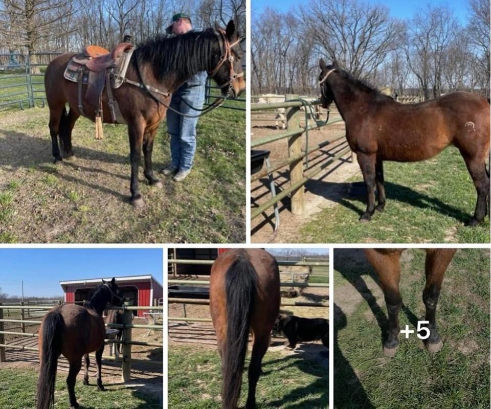 Annual Spring Horse and Tack Auction