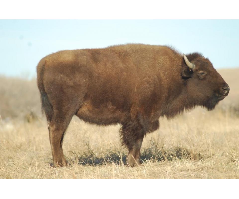 Turner Bison Exchange Prairie Performance Bison Auction