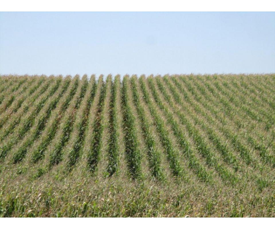 480+/ Buffalo County, Nebraska