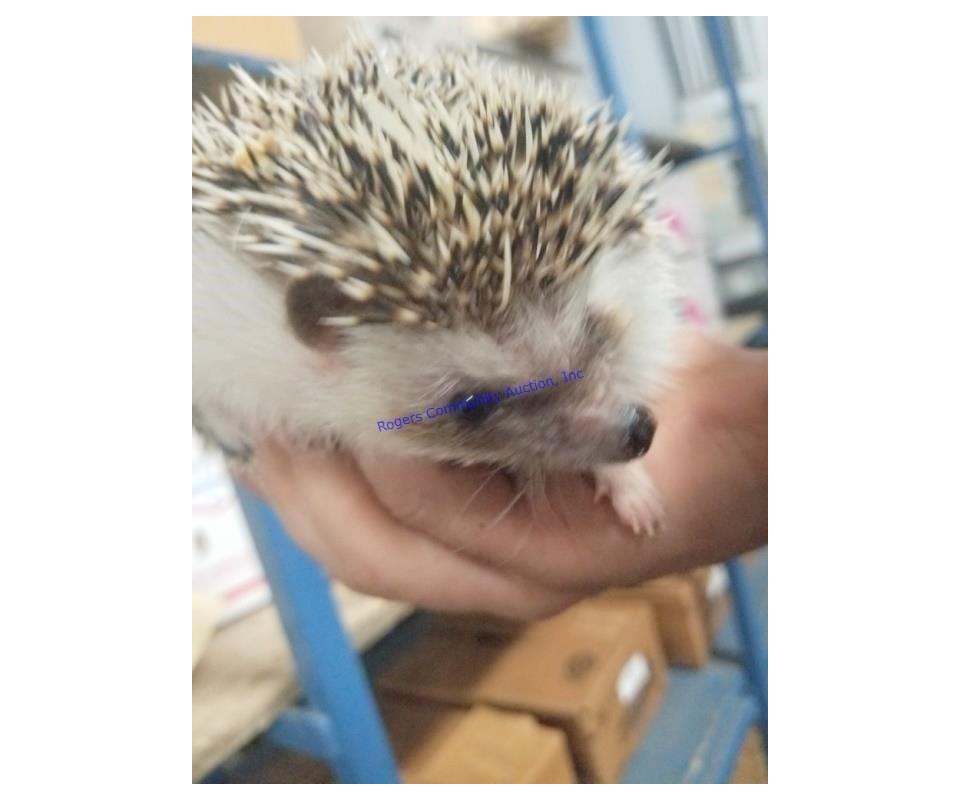 Small Animal Online Auction 1623