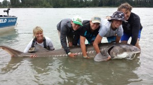 Fraser River Sturgeon Fishing