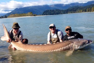 Fraser River Sturgeon Fishing