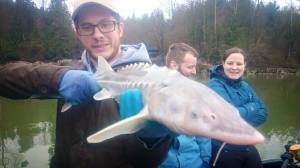 Fraser River Sturgeon Fishing
