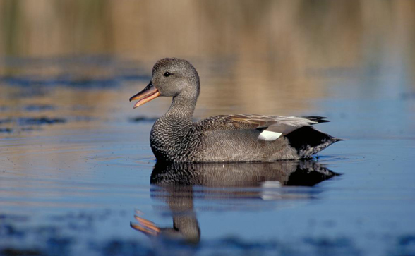 Canard chipeau