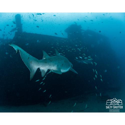 North Carolina Wreck & Shark Tooth Diving August 31— September 4, 2023