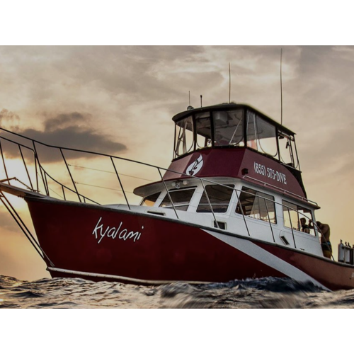 Jupiter Boat Dive 2/4/24