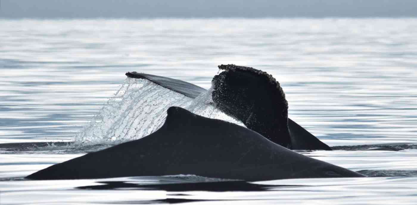 Humpbacks