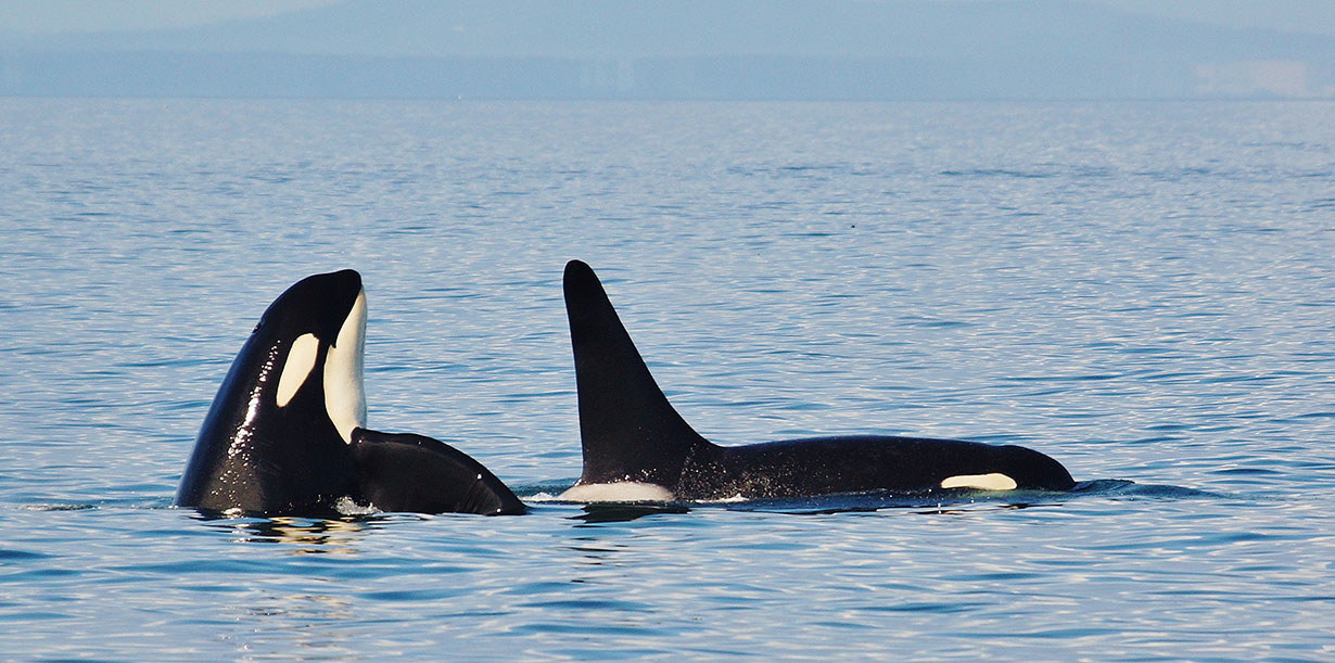 Orca Tours Monterey Orca Tours Monterey