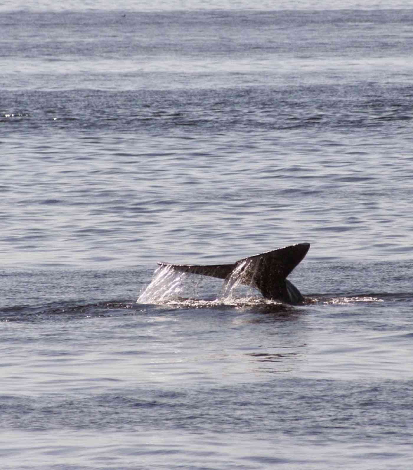 Best Whale Watching Whidbey Island Best Whale Watching Whidbey Island