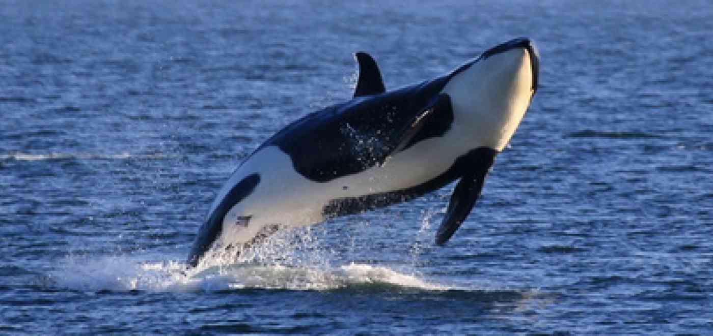 Resident Orca Breaching