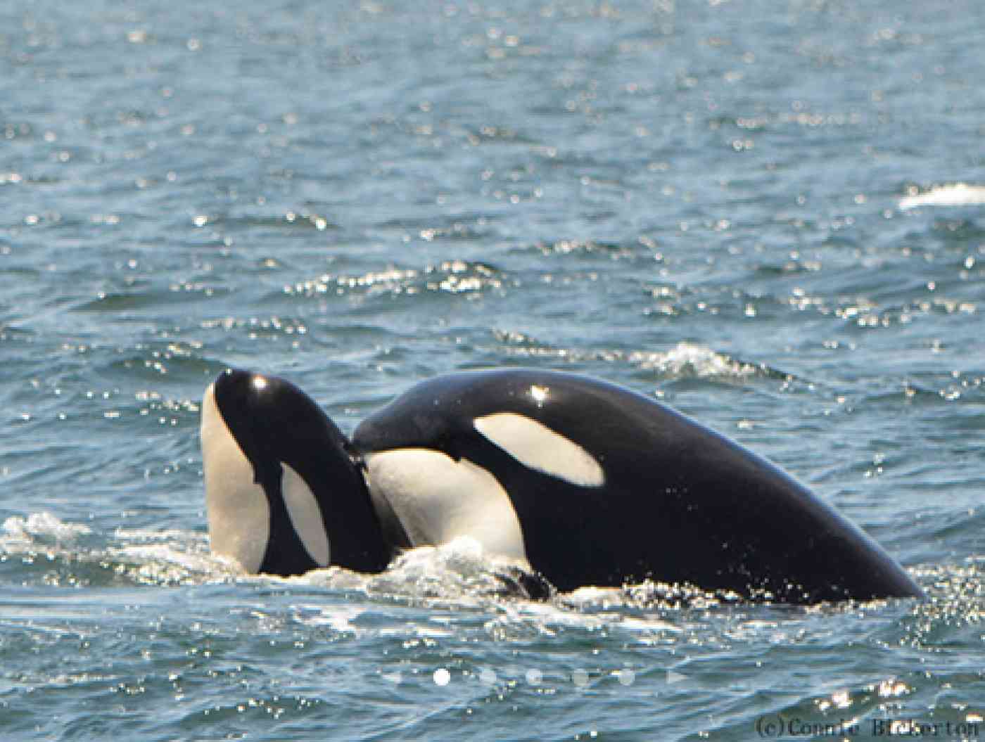 Resident Orca Pic