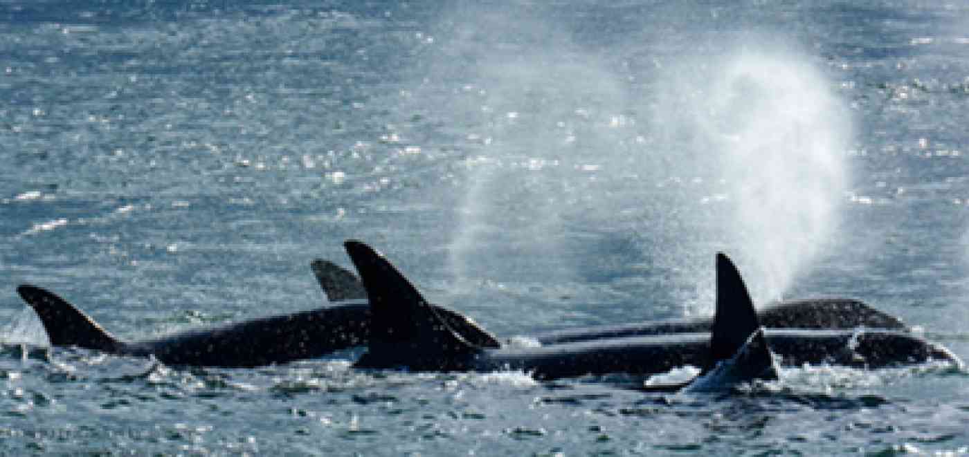 Resident Orca Sleeping
