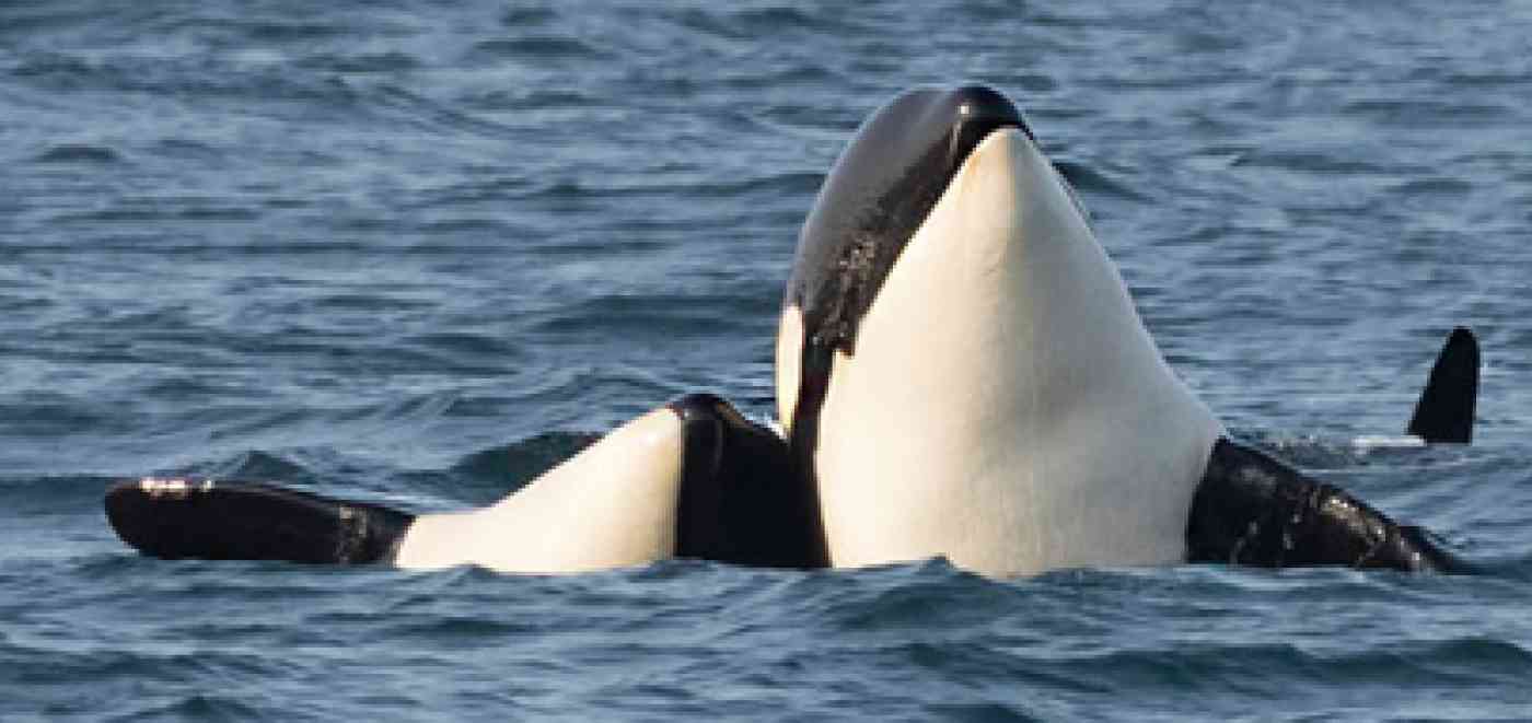 Resident Orca Spy Hopping