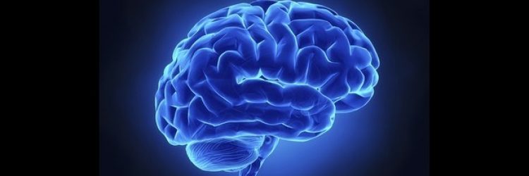 Brain