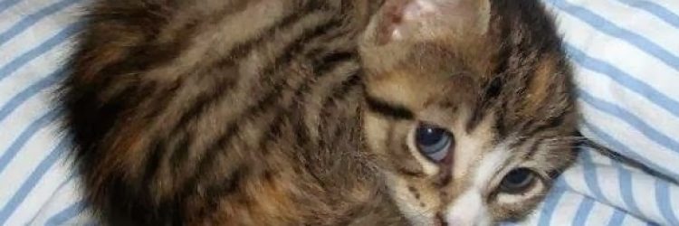 sad-kitten