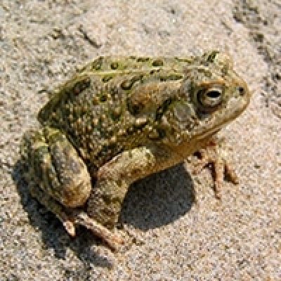 Toad Words - Cover Image