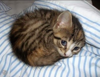 sad-kitten