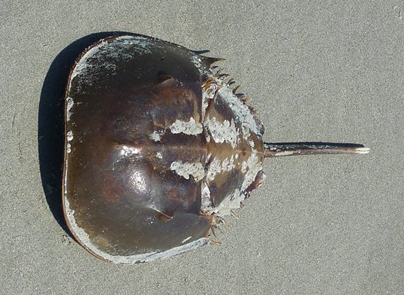 Most Common Fish Caught In Long Island During The Winter Most Common Fish Caught In Long Island During The Winter