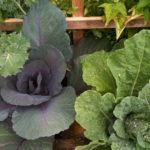 Cabbages from the KTOO garden Cabbages from the KTOO garden