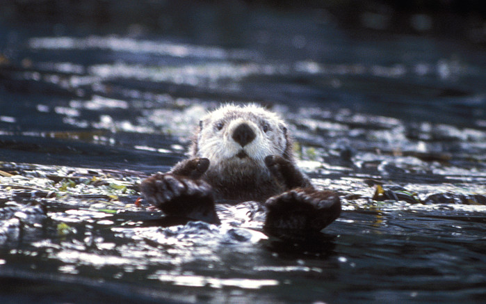 Sea otter - USFWS