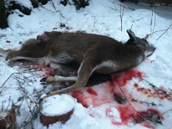24DeadDeer250x187