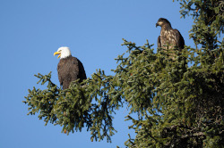 02Eagles2-250x166