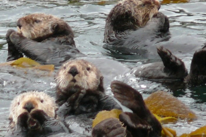 Sea Otters near Sitka by Nathan W