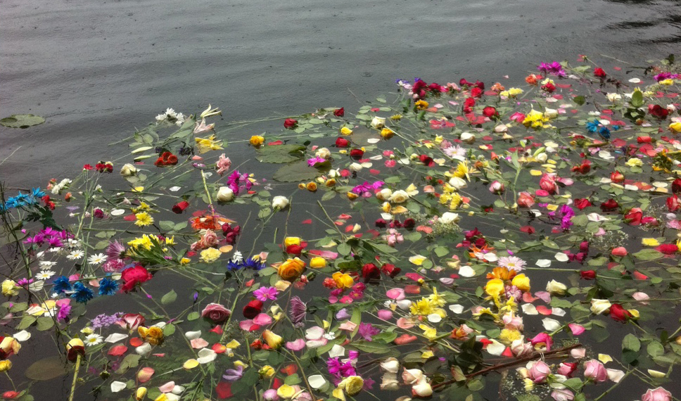 flowers on auke lake Flowers on Auke Lake