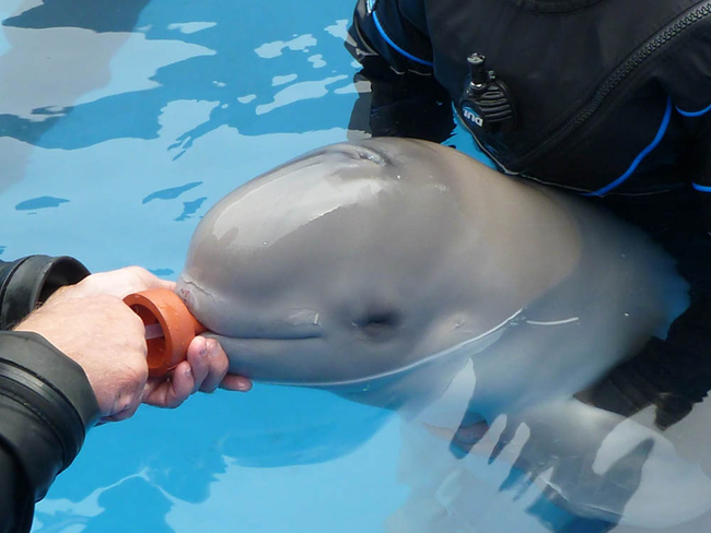 Caretakers at the Seward SeaLife Center feed the orphan calf. (Photo courtesty of the Seward SeaLife Center)