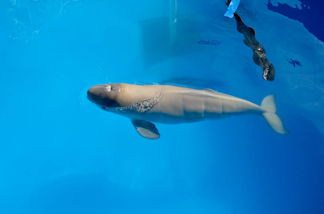 Caretakers estimate the calf was around two days old when he was rescued. (Photo courtesty of the Seward SeaLife Center)