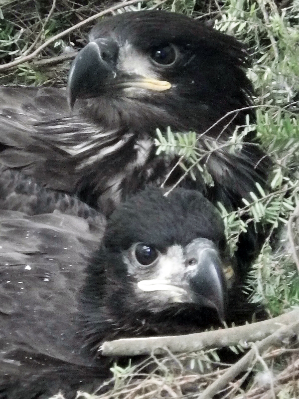 Raptor Center volunteer Jen Cedarleaf says the eaglet is doing well, spending its time with the other baby eagles. Raptor Center volunteer Jen Cedarleaf says the eaglet is doing well, spending its time with the other baby eagles.