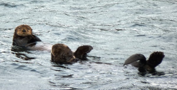 9-11 Sea Otters near Sitka
