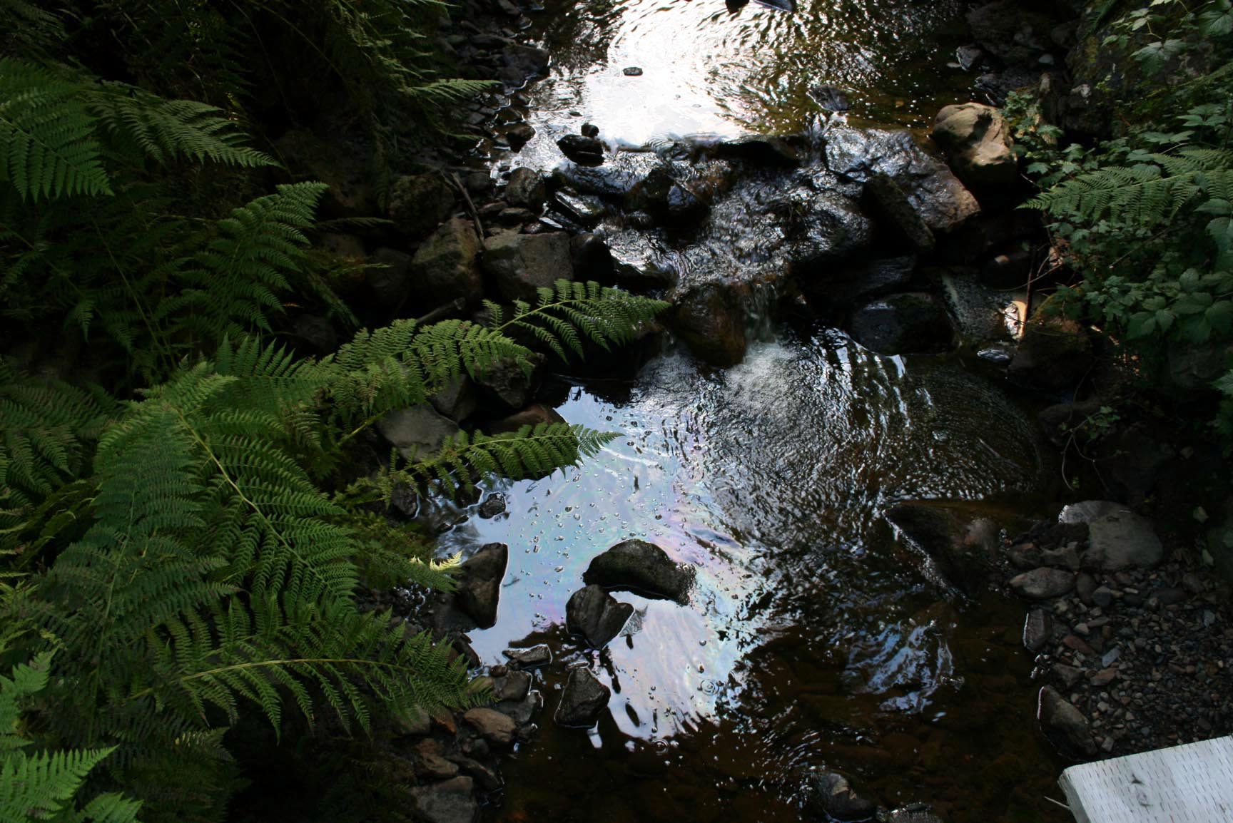 Nowell Ave Rainbow sheen seen on the creek.