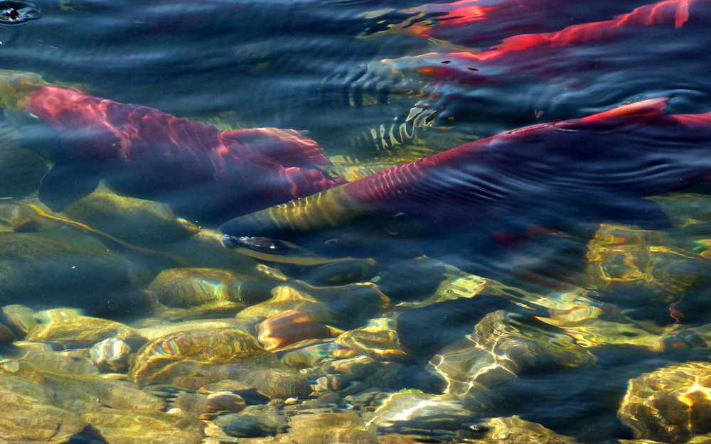 Spawning sockeye salmon Spawning sockeye salmon