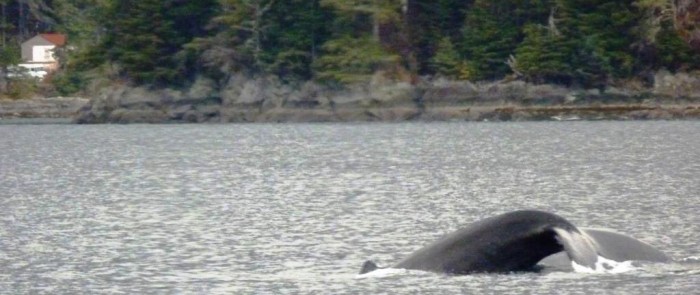 11-3-12 Whale's tale diving during WhaleFest cruise - KTOO crop compressed A humpback whale begins arching its back and showing its tail just before diving for herring Nov. 3 in Sitka Sound.