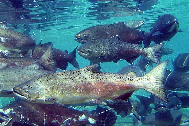 Chinook salmon.