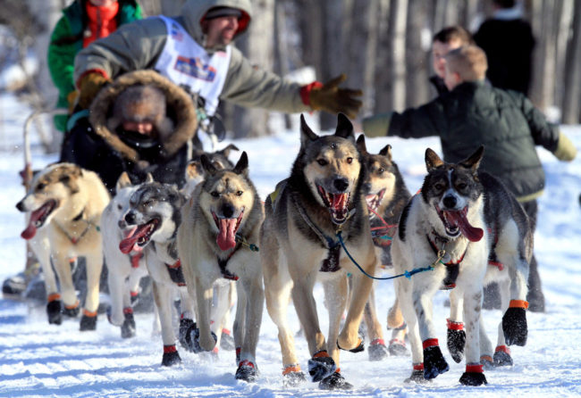 Image alaska_custom-93d12dfc30de784d83cdb62dafb8b3896d78dc86-s6.jpg Several female mushers in the Iditarod Trail Sled Dog Race are trying out new attire that allows them to skip bathroom stops. Here, a musher and his team pass fans at the ceremonial start of the race in Anchorage. Dan Joling/AP