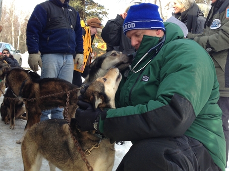 Greg Reppas uses a stethoscope to listen to a dog's heart and lungs. Teams of veterinarians inspect the dogs before the race begins. Greg Reppas uses a stethoscope to listen to a dog's heart and lungs. Russell Lewis /NPR